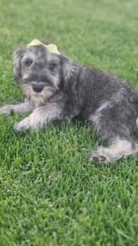 PITA (Zwergschnauzer)