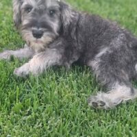 PITA (Zwergschnauzer)