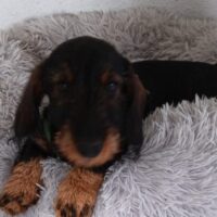 BOBBY, ein wunderschöner Zwergrauhhaar-Dackelwelpe mit Ahnentafeln