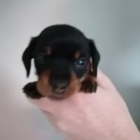 Zwergrauhaardackel aus Hobbyzucht