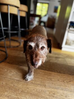 Emira (Emchen) sucht dringend ein Zuhause