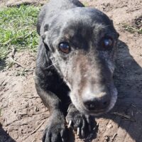 ROGAL (30 cm / 12 kg) - ein kleines, fideles Temperamentsbündel!