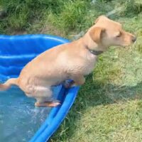 Vi-Vi ❗️Ein ❤️auf vier🐾sucht Für-Immer-Zuhause❗️kennt Katzen - mit VIDEOS