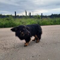 BOBBY - 36 cm, 9 kg - kennt Katzen