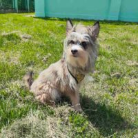 🆘😢Liebevolles Zuhause für Tschebursahka gesucht😢Durfte nie raus, kennt kein Gassi😢🆘VIDEOS