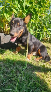 💙🩷Zuhause gesucht für GEN - 25cm/8kg 🩷💙mit VIDEO