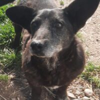 ZUBA - unser lieber Zwerg mit Fledermaus-Öhrchen!