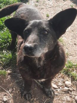 ZUBA - unser lieber Zwerg mit Fledermaus-Öhrchen!