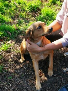ZULE - ein traumhafter Herzenshund sucht sein Glück (mit VIDEO)