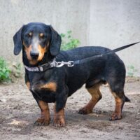 Snopy kleiner Dackemmann