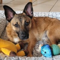 Süßer kleiner Dackel-Pinscher-Mix Kenny