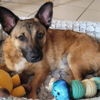 Süßer kleiner Dackel-Pinscher-Mix Kan