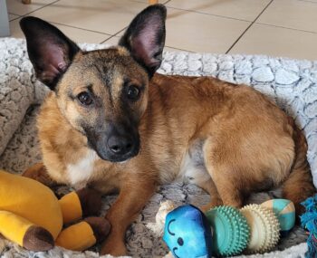 Süßer kleiner Dackel-Pinscher-Mix Kan