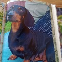 unsere Welpen sind geboren