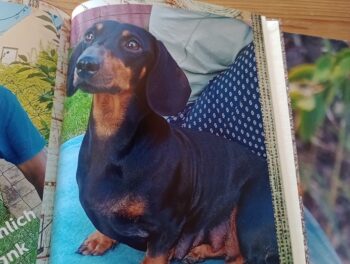 unsere Welpen sind geboren