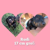 Mini Dackelmix Rudi möchte Rumänien schnell verlassen