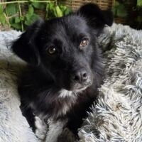 LUCAS sucht ein ruhiges Zuhause im Grünen