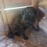 DUKA - kleiner Schatz auf leisen Pfoten sucht einfühlsames Zuhause (mit VIDEO)