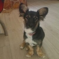 💙🩷Zuhause gesucht für CHIP - 25cm/6kg 🩷💙mit VIDEO