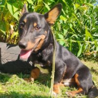 💙🩷Zuhause gesucht für GEN - 25cm/8kg 🩷💙mit VIDEO