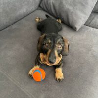 Meine 5 jährige Liebste Dackeldame sucht ein neues Zuhause