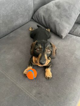 Meine 5 jährige Liebste Dackeldame sucht ein neues Zuhause