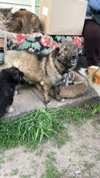 Kleine Babs - 35 cm - 1,5 bis 2 Jahre - kennt Katzen - mit VIDEOS !