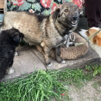 Kleine Babs - 35 cm - 1,5 bis 2 Jahre - kennt Katzen - mit VIDEOS !