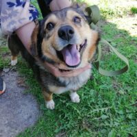 Joschi - 38cm - hat sein Zuhause verloren - wer hat ein Körbchen frei?