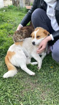 Chestnut - Alter 1 Jahr - Höhe: 30/32 cm - versteht sich mit Katzen (mit VIDEOS)