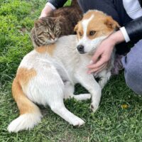 Chestnut - Alter 1 Jahr - Höhe: 30/32 cm - versteht sich mit Katzen (mit VIDEOS)