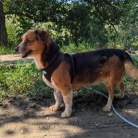Gustav, Rüde, Geb: August 2015, ca. 35 cm