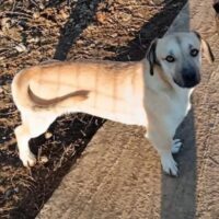 🩷Hübscher, kleiner Rüde: Bibi 2 Jahre & 7 Monate, 30 cm klein!🩷Pflegestelle o. Zuhause gesucht