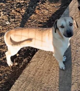 🩷Hübscher, kleiner Rüde: Bibi 2 Jahre & 7 Monate, 30 cm klein!🩷Pflegestelle o. Zuhause gesucht