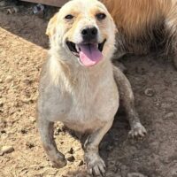 Beto (2 Jahre jung, 25-30cm klein) für Anfänger geeignet - Pflegestelle o. Zuhause gesucht‼️
