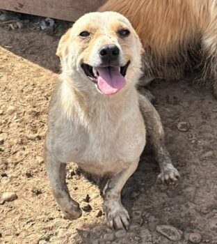 Beto (2 Jahre jung, 25-30cm klein) für Anfänger geeignet - Pflegestelle o. Zuhause gesucht‼️