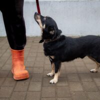 ⚠️Zuhause gesucht für BENNI⚠️5 Jahre - 35 cm - mit vielen VIDEOS!!!