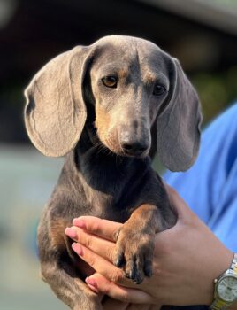 Jacky sucht neues Zuhause
