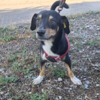 Barry – der kleine Charmeur sucht ein Zuhause! 🐾