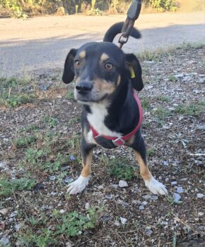 Barry – der kleine Charmeur sucht ein Zuhause! 🐾