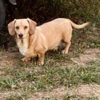 Suche älteren Dackel ca 5Jahre