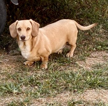 Suche älteren Dackel ca 5Jahre