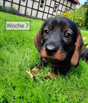 Aufgeweckter Dackelwelpe (Rüde/Rauhhaar/Standard)