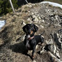 Nala sucht ein ruhiges Zuhause