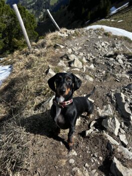Nala sucht ein ruhiges Zuhause