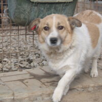 LIESEL: Hündin, geb. ca. 2018, ca. 35cm klein, wartet seit 2021 auf ein liebes Zuhause (VIDEOS)