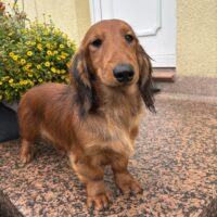 Langhaarteckelwelpen, rot, Standard