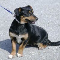 IVIE - geb. 06/2021 - 32 cm - 10 kg - mit VIDEOS!!!