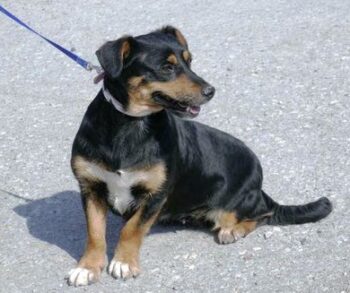 IVIE - geb. 06/2021 - 32 cm - 10 kg - mit VIDEOS!!!