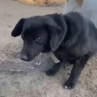 Anhängliche Kiera - 30 cm / 1 Jahr - mit VIDEO!